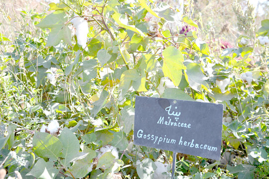 این‌جا باغ فیروزه است | گونه گیاه دارویی در همسایگی ما