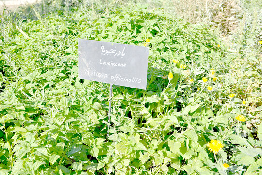 اینجا باغ فیروزه است | گونه گیاه دارویی در همسایگی ما