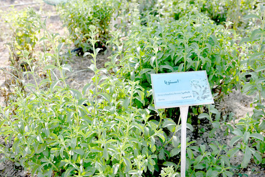 اینجا باغ فیروزه است | گونه گیاه دارویی در همسایگی ما