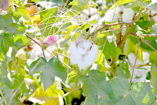 اینجا باغ فیروزه است | گونه گیاه دارویی در همسایگی ما