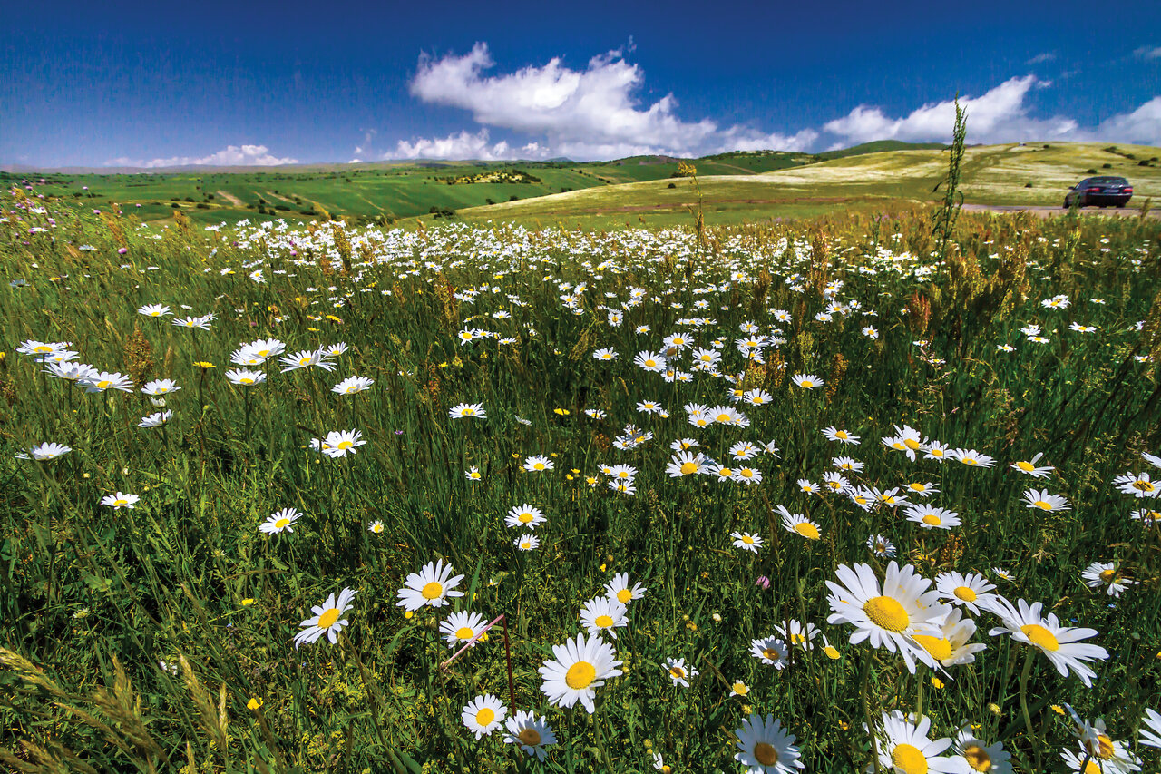 تصاویر | ایران، سرزمین زیباترین گلهای جهان