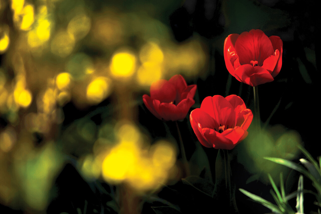 تصاویر | ایران، سرزمین زیباترین گلهای جهان