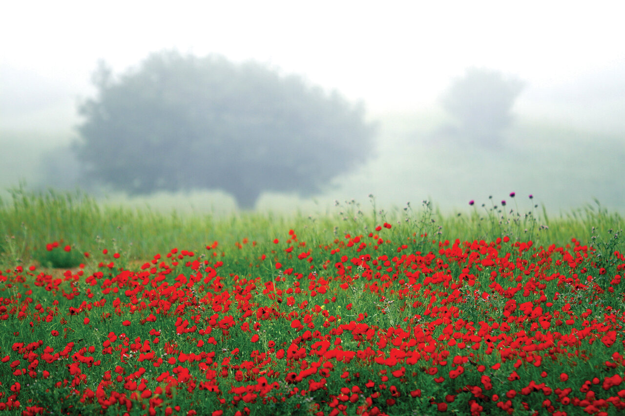 تصاویر | ایران، سرزمین زیباترین گلهای جهان