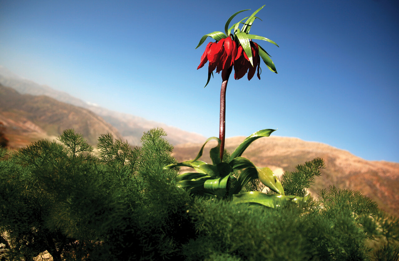 تصاویر | ایران، سرزمین زیباترین گل‌های جهان