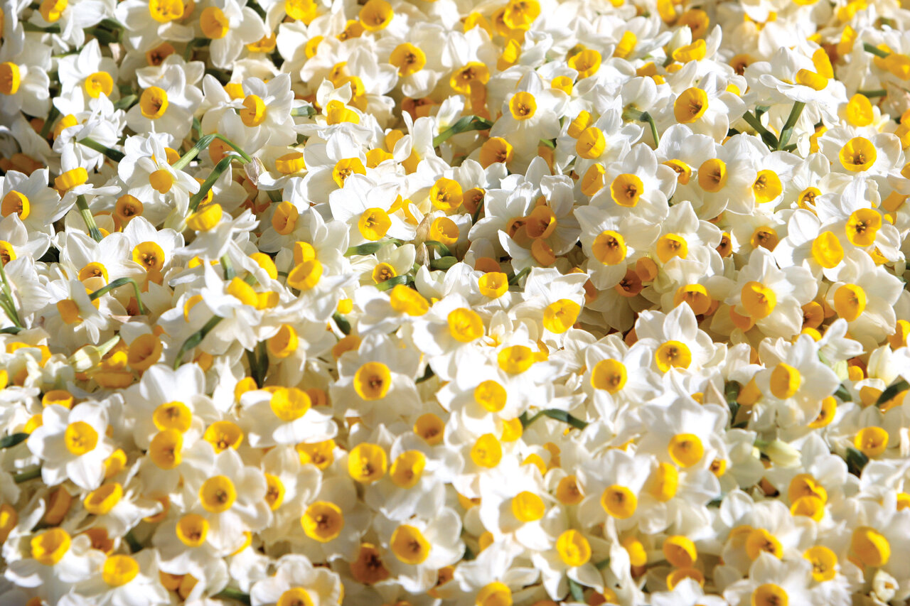 تصاویر | ایران، سرزمین زیباترین گلهای جهان