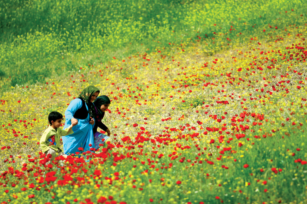 تصاویر | ایران، سرزمین زیباترین گلهای جهان - همشهری آنلاین