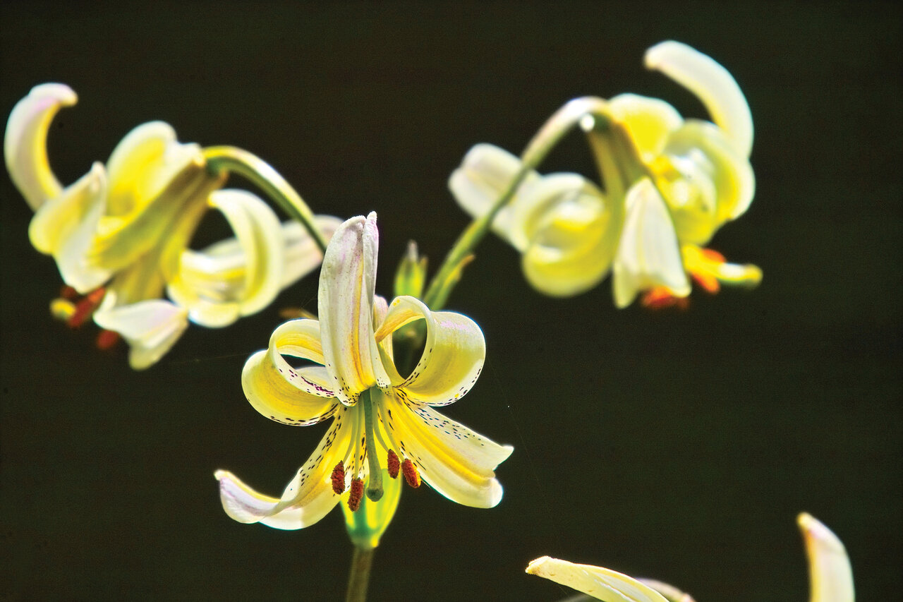 تصاویر | ایران، سرزمین زیباترین گلهای جهان
