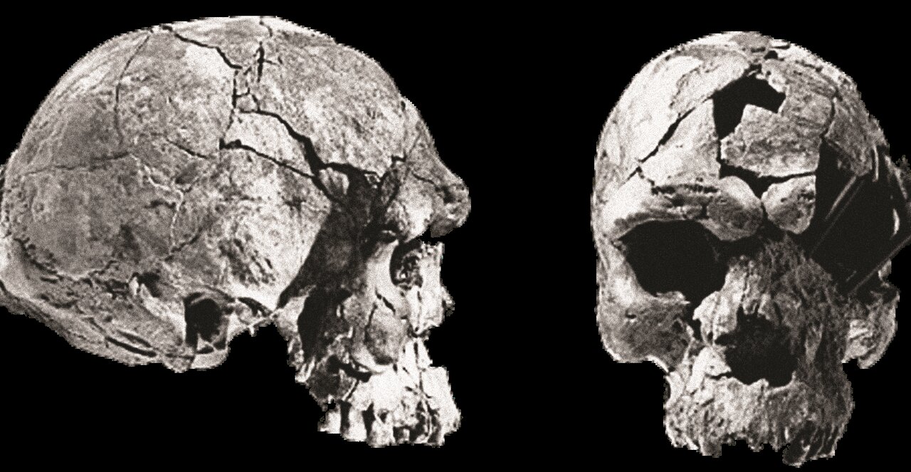 چرا مغز انسانها کوچکتر می شود؟ | مشخصات عجیب مغز انسان باستان