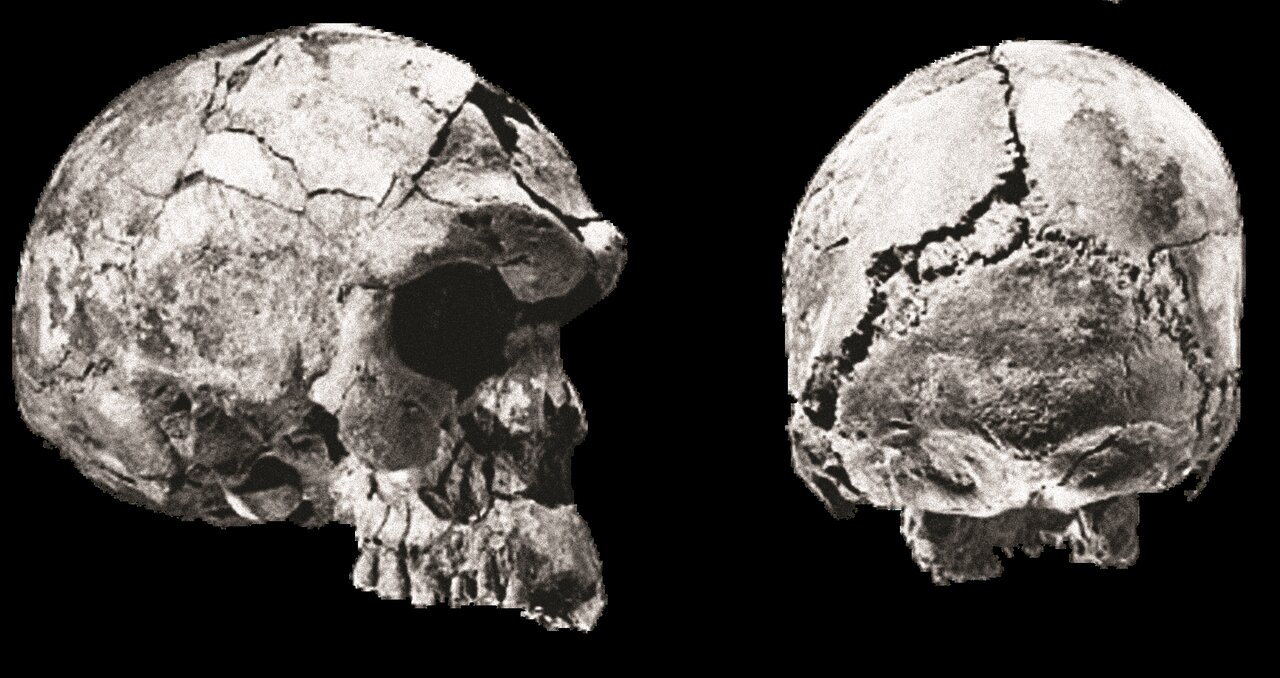 چرا مغز انسانها کوچکتر می شود؟ | مشخصات عجیب مغز انسان باستان