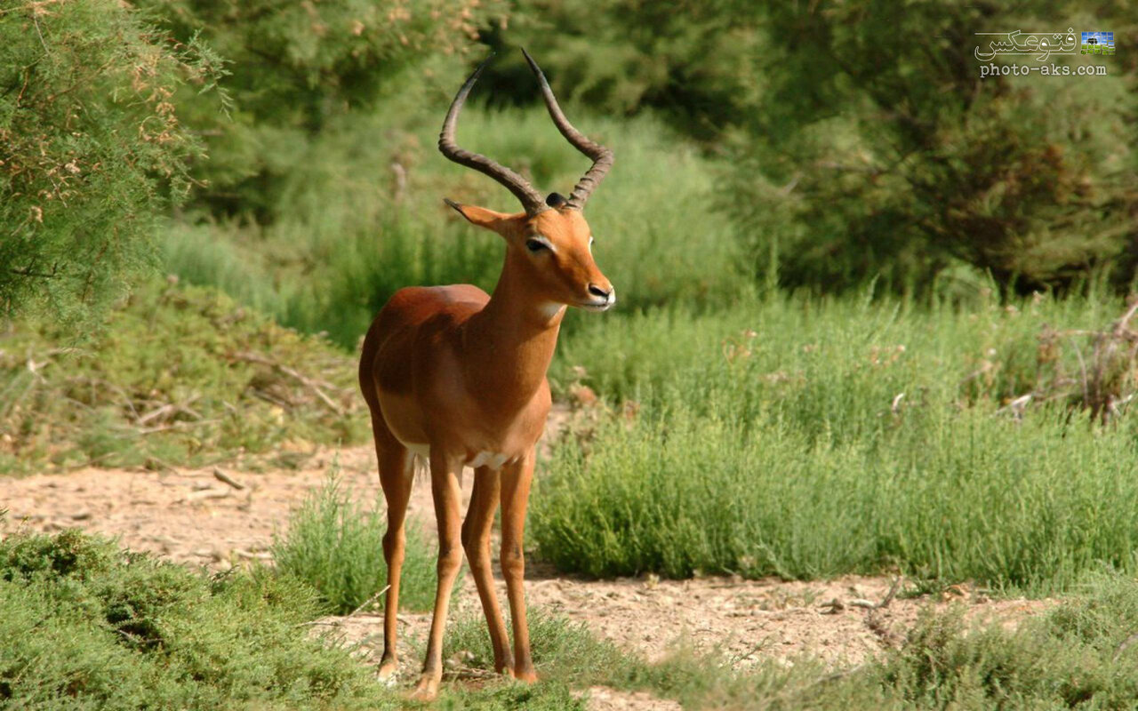 دامها از خانه یوزها میروند!