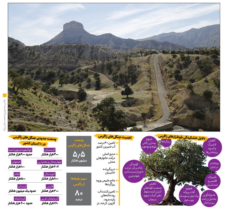 تراژدی خشکیدگی ۵.۵ میلیون هکتار جنگل زاگرسی | معیشت ۱.۵ میلیون ایرانی در معرض تهدید | دلیل خشک شدن درختان بلوط چیست؟ + اینفوگرافیک