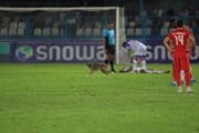 تصاویر عجیب ورود سگ به ورزشگاه سن‌سیروس در جریان دیدار ملوان و فولاد | دلیل اخراج منصوریان همین سگ بود!