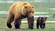 تصاویر لحظه فرار دلهره آور گردشگران از چنگال خرس مادر