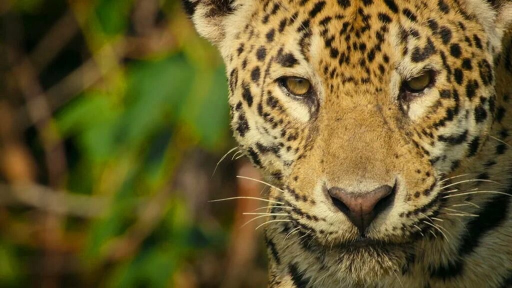 «حیوانات غولپیکر»؛ سفر حماسی با بزرگترین موجودات زمین