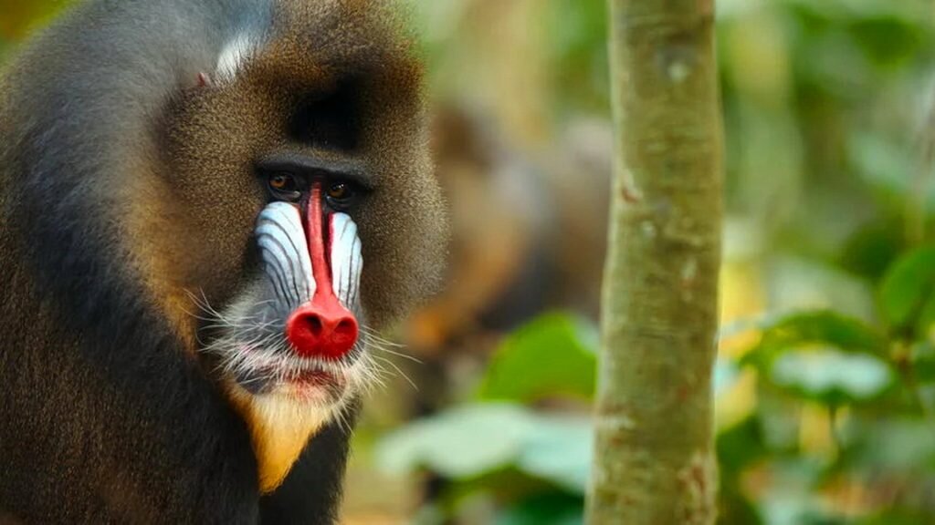 «حیوانات غولپیکر»؛ سفر حماسی با بزرگترین موجودات زمین