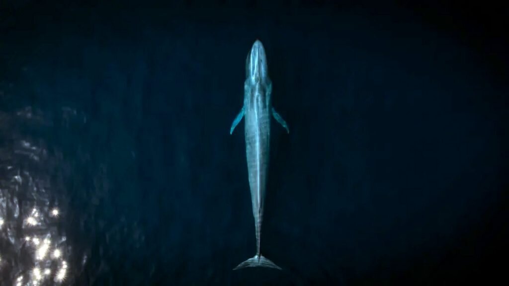 «حیوانات غولپیکر»؛ سفر حماسی با بزرگترین موجودات زمین