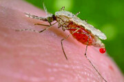 مرگبارترین حشرات جهان ؛ اگر نزدیک این حشرات شوید سرنوشت‌تان مرگ است