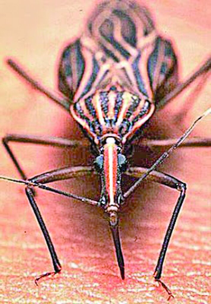 مرگبارترین حشرات جهان ؛ اگر نزدیک این حشرات شوید سرنوشت‌تان مرگ است