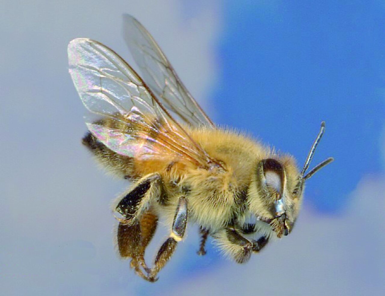 مرگبارترین حشرات جهان ؛ اگر نزدیک این حشرات شوید سرنوشتتان مرگ است