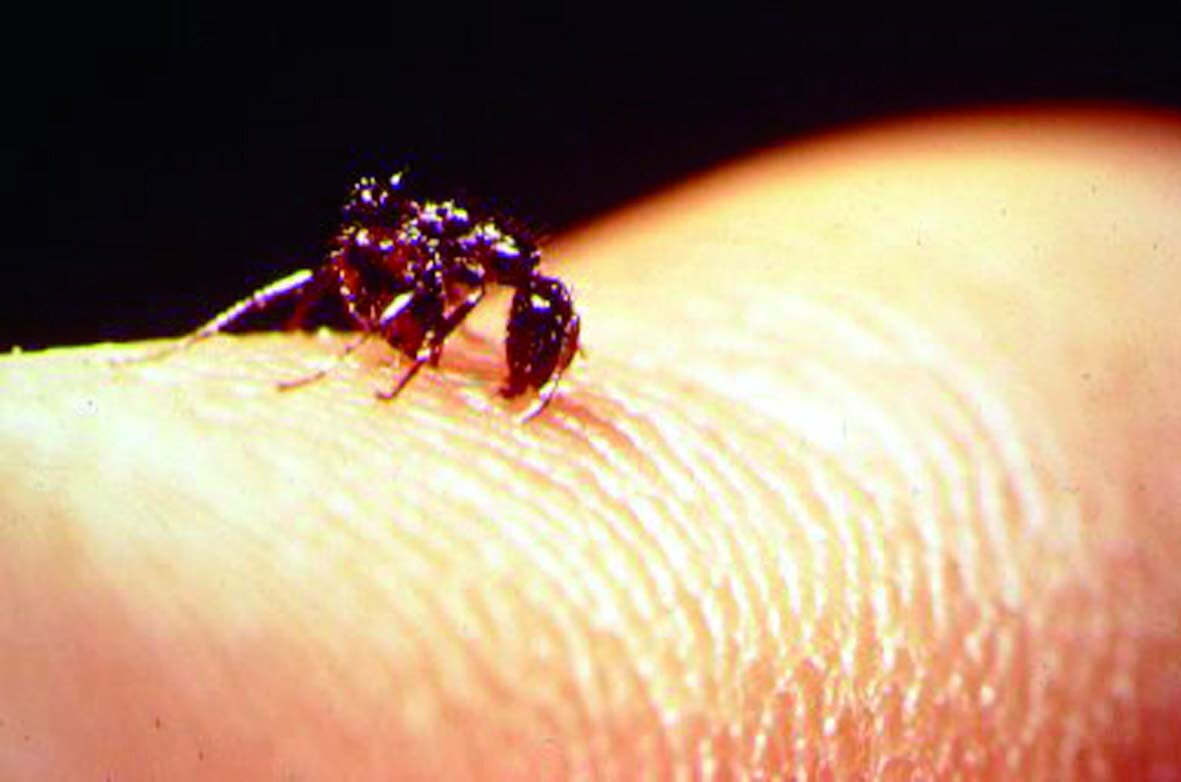 مرگبارترین حشرات جهان ؛ اگر نزدیک این حشرات شوید سرنوشتتان مرگ است