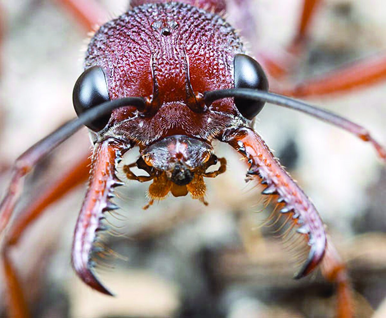 مرگبارترین حشرات جهان ؛ اگر نزدیک این حشرات شوید سرنوشتتان مرگ است