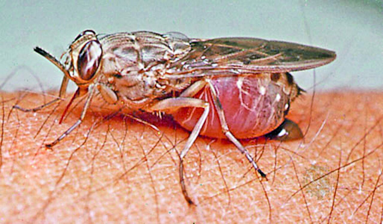 مرگبارترین حشرات جهان ؛ اگر نزدیک این حشرات شوید سرنوشتتان مرگ است