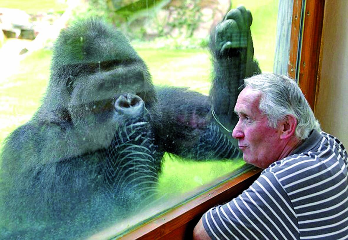 مشهورترین میمونهای دنیا که همکار دانشمندان بودند