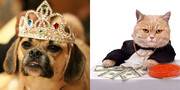 حیوانات میلیاردر ؛ ثروت این سگ‌ها و گربه‌ها از نیمی از مردم جهان بیشتر است