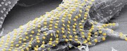 خالکوبی طلا روی سلول‌های زنده | ادغام الکترونیک و زیست‌شناسی