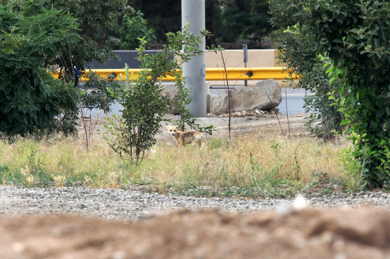 قتل روباهها در برخی بوستانهای جنگلی تهران به خاطر دم چندمیلیونی!