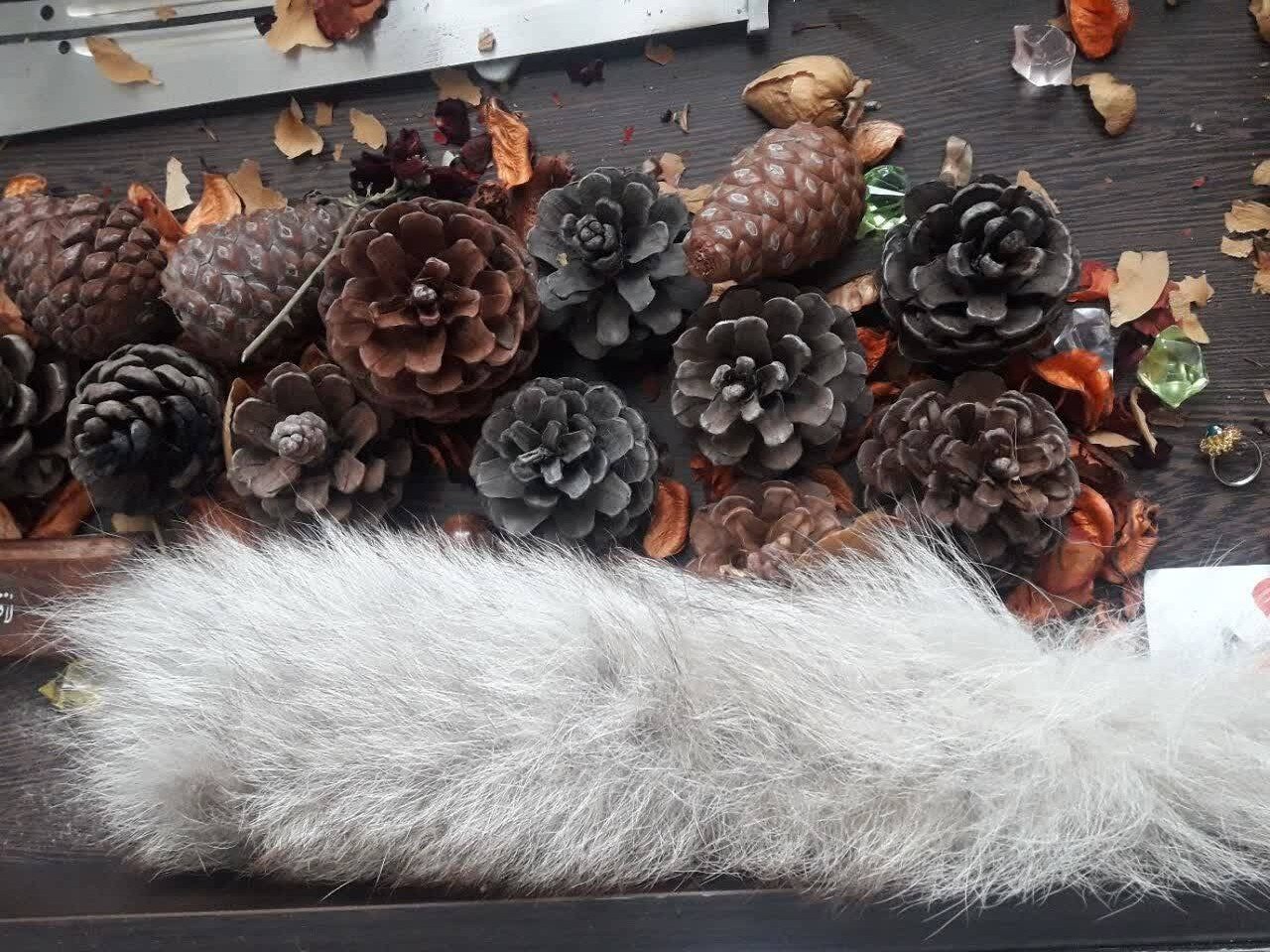 قتل روباهها در برخی بوستانهای جنگلی تهران به خاطر دم چندمیلیونی!