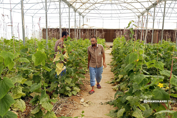 مرکز نگهداری و درمان سروش