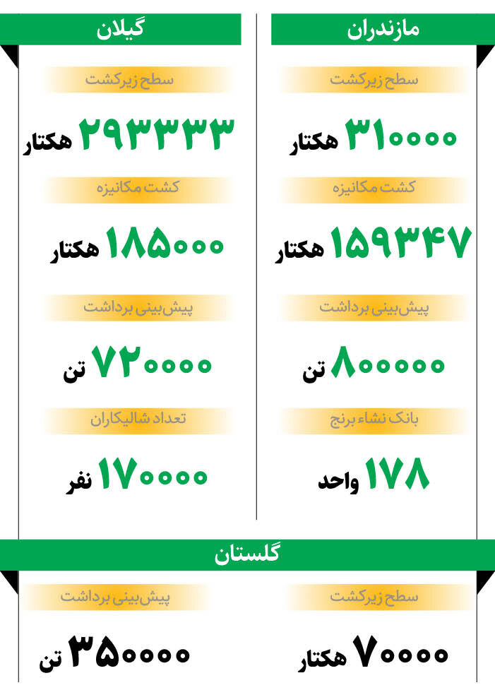 برداشت برنج آغاز شد | سطح زیر کشت 3 استان شمالی چقدر است؟