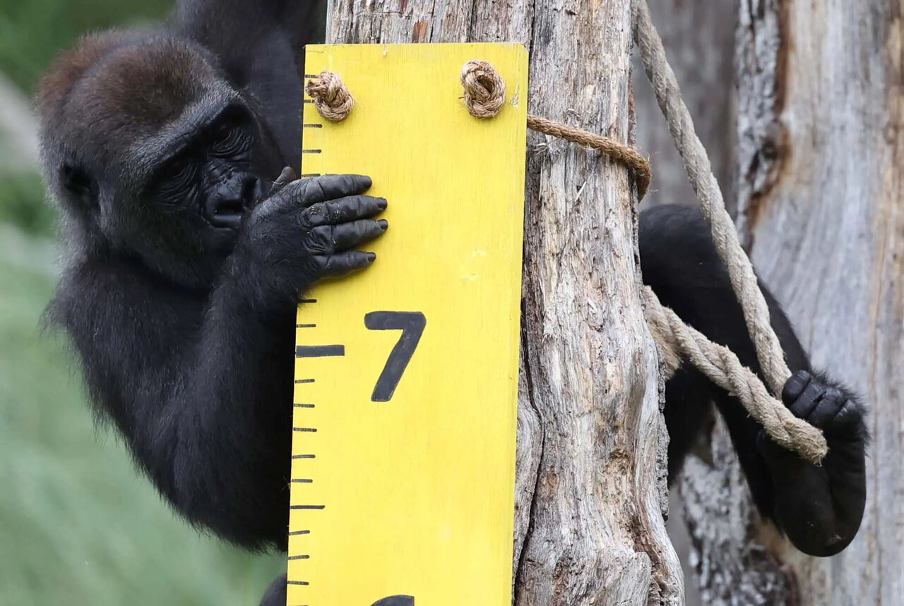 از حشره تا گوریل؛ وزنکشی جانوران با ترفندهای ابتکاری