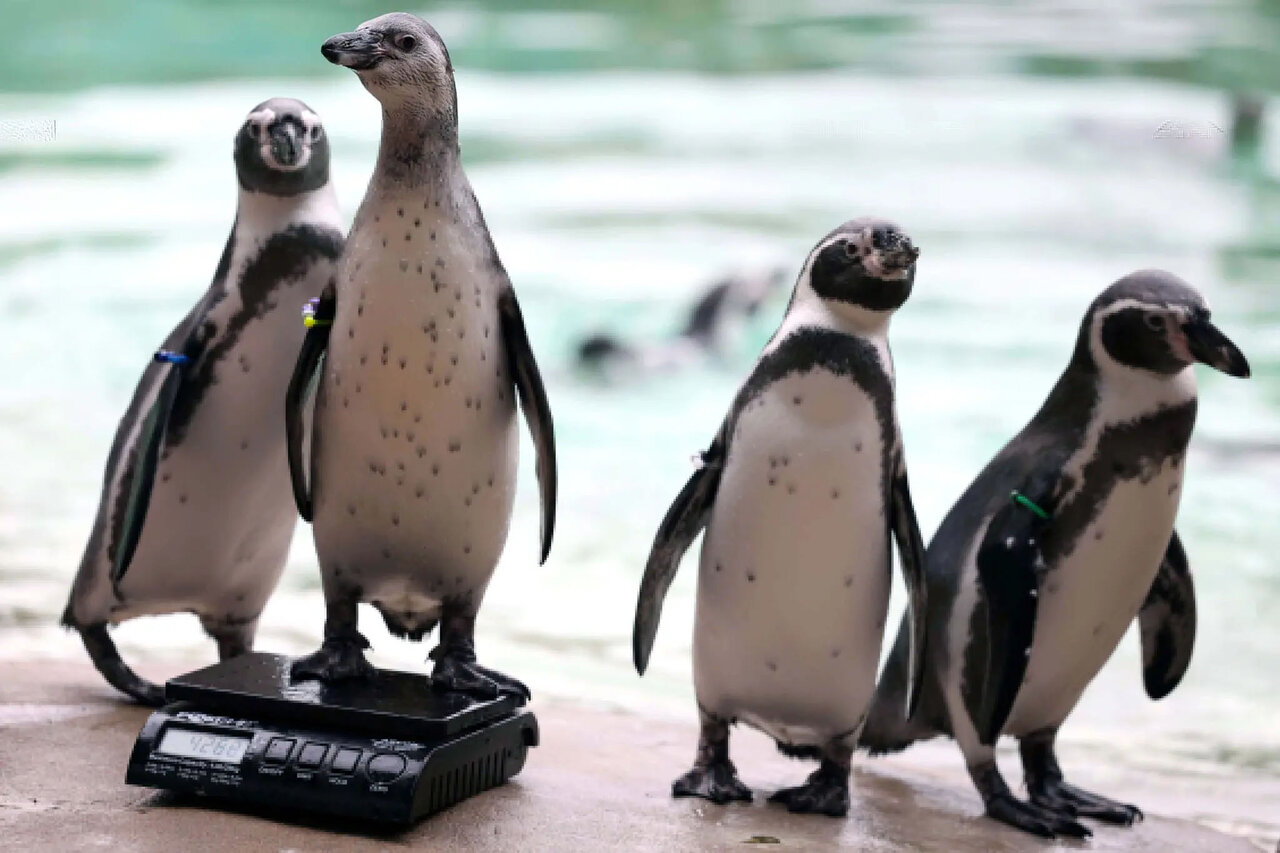 از حشره تا گوریل؛ وزنکشی جانوران با ترفندهای ابتکاری