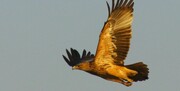 تصاویر رهایی یک عقاب تیمار شده در پارک ملی بمو شیراز 