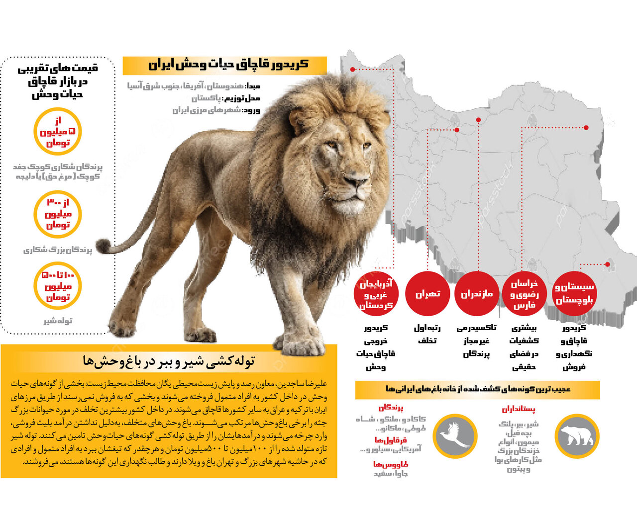 ببر و شیربازی ایرانیها | حیات وحش ممنوعه چطور به خانهها و باغهای ایرانیها راه پیدا میکند؟