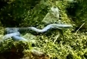تصاویر مار غول‌پیکر در آستارا | ادعا در فضای مجازی؛ این بزرگترین مار دیده شده در ایران است