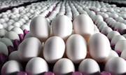این مرغ‌ها، تخم مرغ بیشتری می‌دهند | اصلاح نژادی مرغ‌ها در ۶ استان