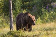 تصاویر عجیب تلاش یک خرس برای ورود به روسیه و ترک اتحادیه اروپا! | حرکت خرس در مرز مشترک روسیه با بلاروس و لتونی را ببینید
