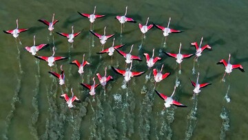 لحظه ورود پرندگان مهاجر به این تالاب مردم را خوشحال کرد؛ هلهله زیبای پرندگان را بشنوید