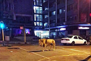 تصاویر گردش یک شیر در خیابان‌های یک شهر | واکنش مردم وحشت زده را ببینید