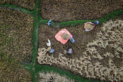 تصاویر هوایی و دیدنی از برداشت برنج در مازندران | تلاش زنان شالیکار را ببینید