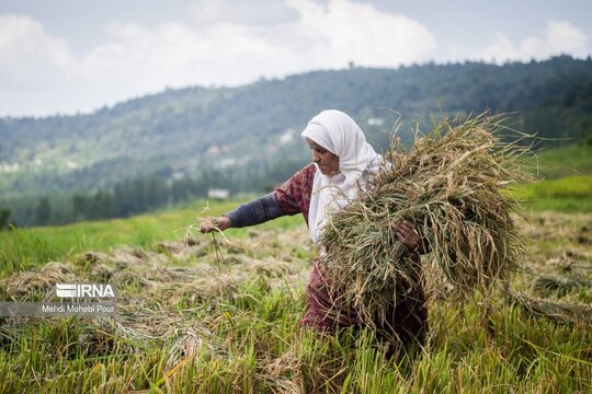 برداشت برنج در مازندران