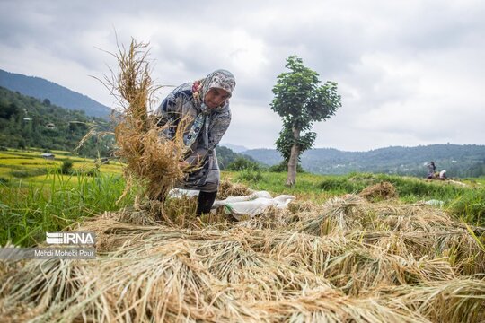 برداشت برنج در مازندران