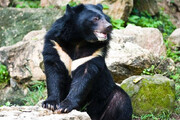 تصاویر ۴ قلاده خرس سیاه آسیایی در کهنوج | این گونه به شدت در خطر انقراض است
