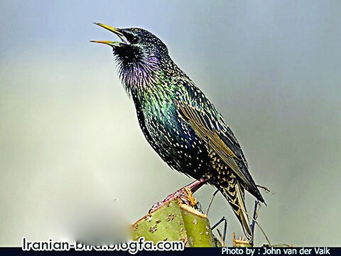 همسایگی با دارکـــوب سوری و دمجنبانک