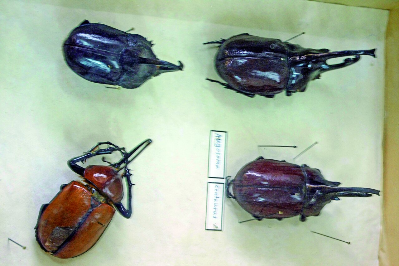 بزرگترین مجموعه حشرات را اینجا ببینید!