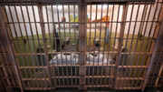 ۵۰ سال حبس اشتباهی! ؛ رکورد طولانی‌ترین محکومیت اشتباه شکسته شد