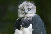 تصاویر عجیب ترین و غول‌پیکرترین عقاب دنیا